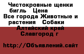 Чистокровные щенки бигль › Цена ­ 15 000 - Все города Животные и растения » Собаки   . Алтайский край,Славгород г.